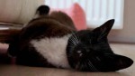 Felix the cat